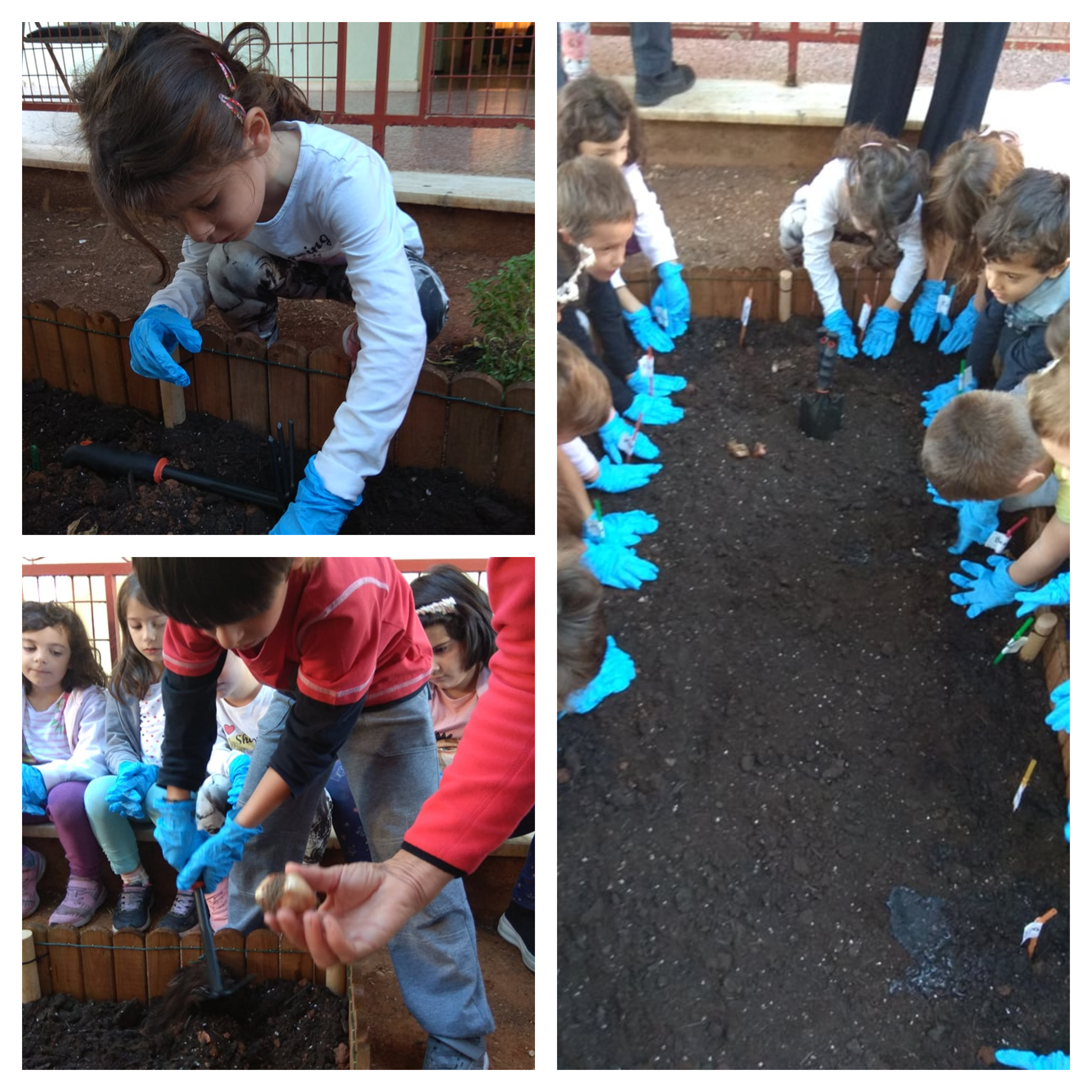 Τα πρωτάκια μας φυτεύουν τουλίπες