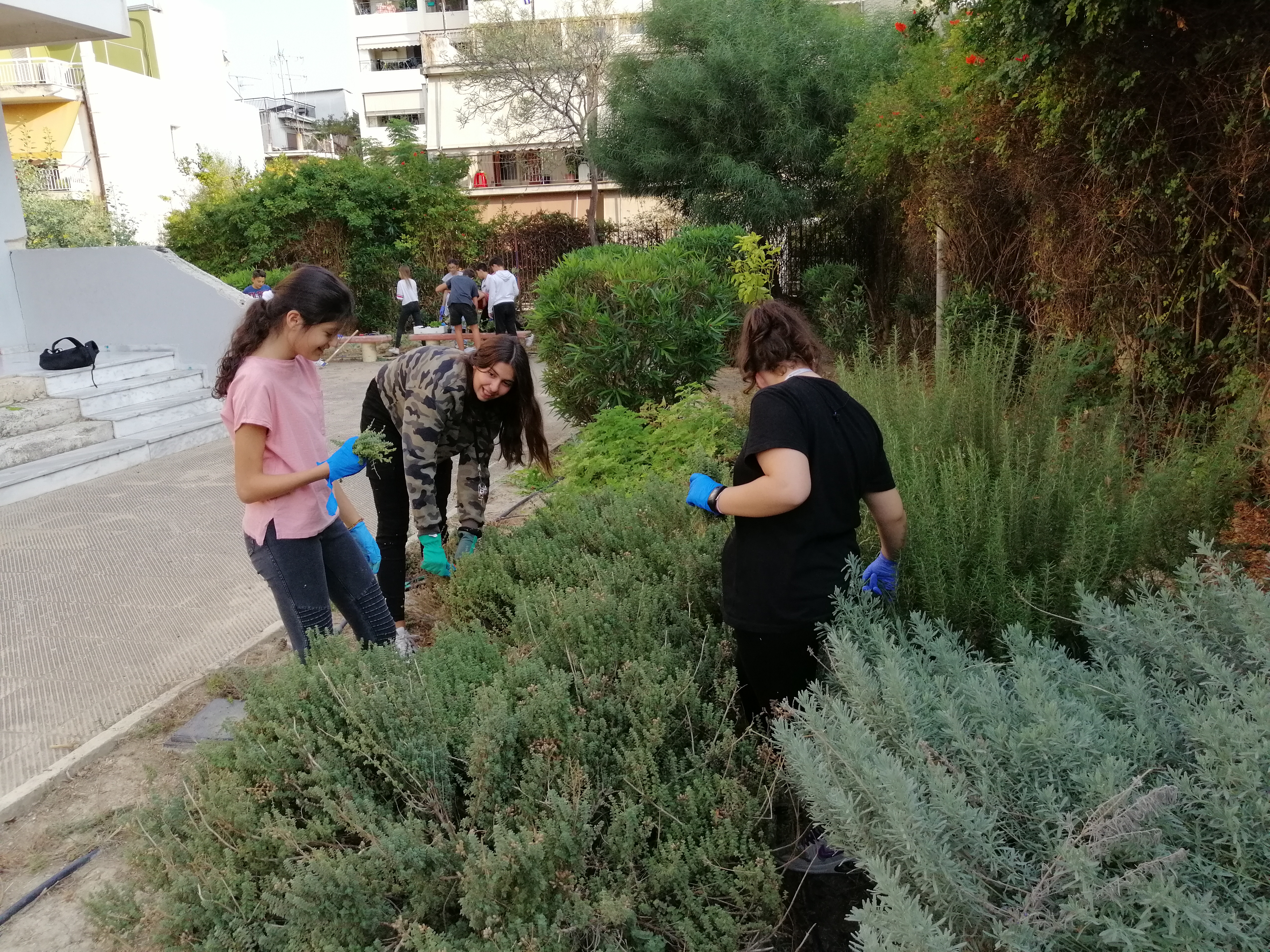 Καλλωπισμός αρωματικών φυτών