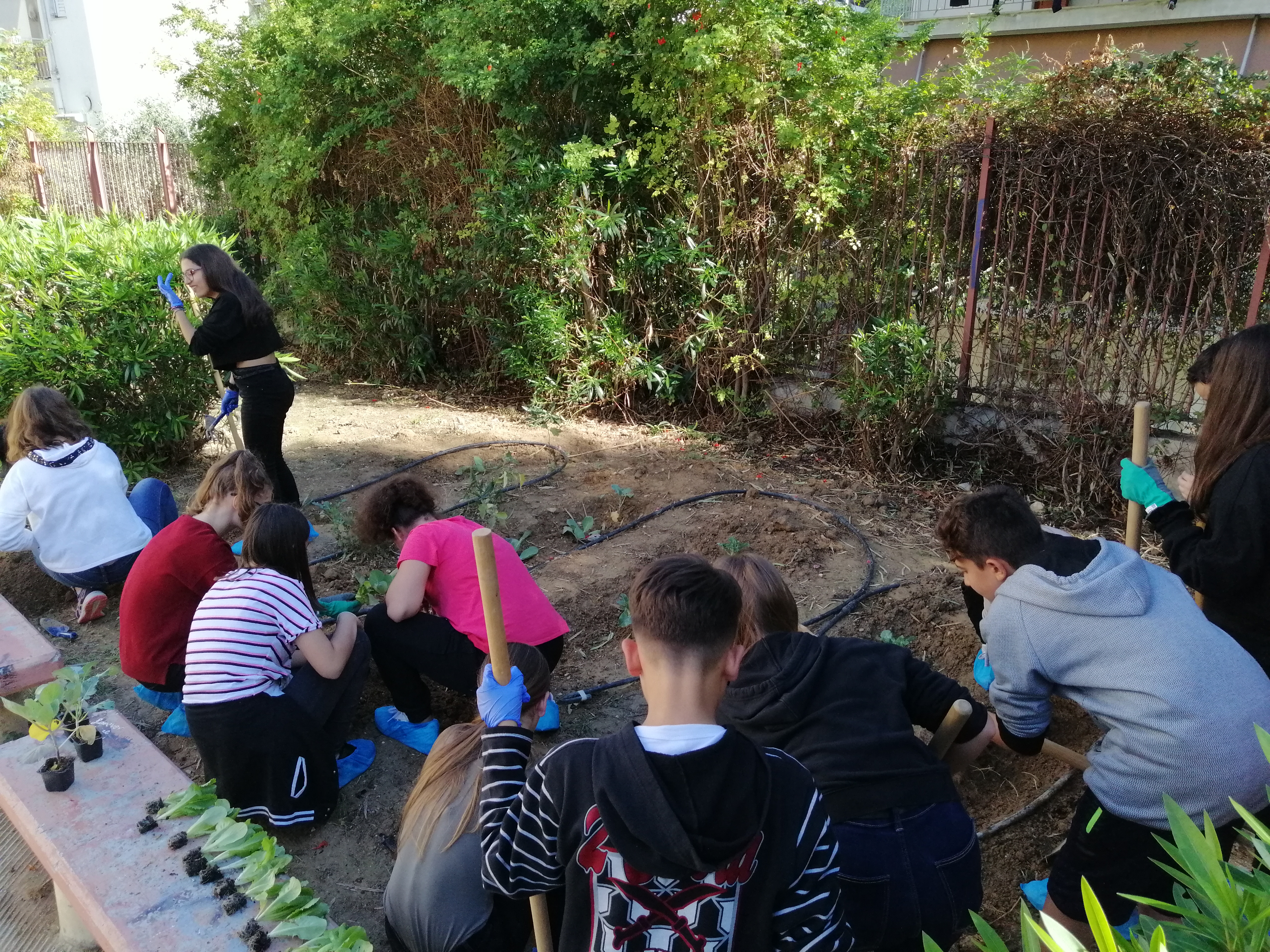 Φύτευση κηπευτικών