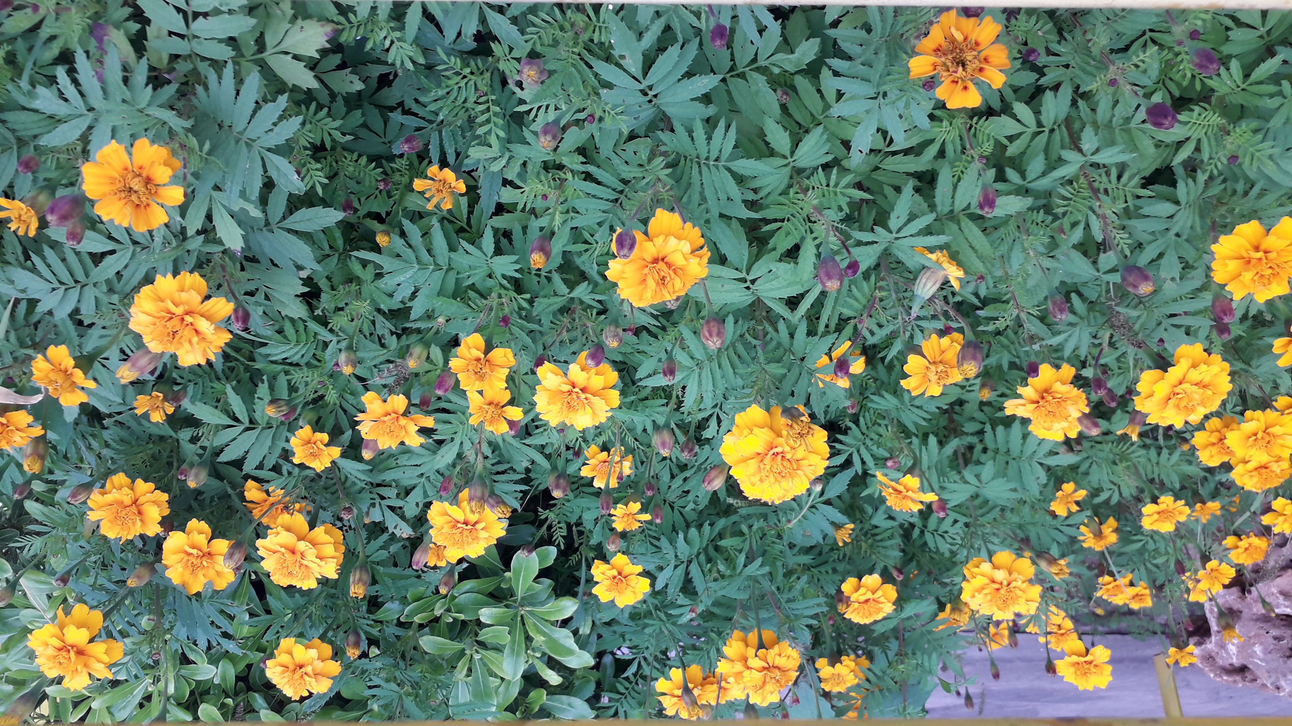 Ανθισμένα λουλούδια Ανθισμένα λουλούδια