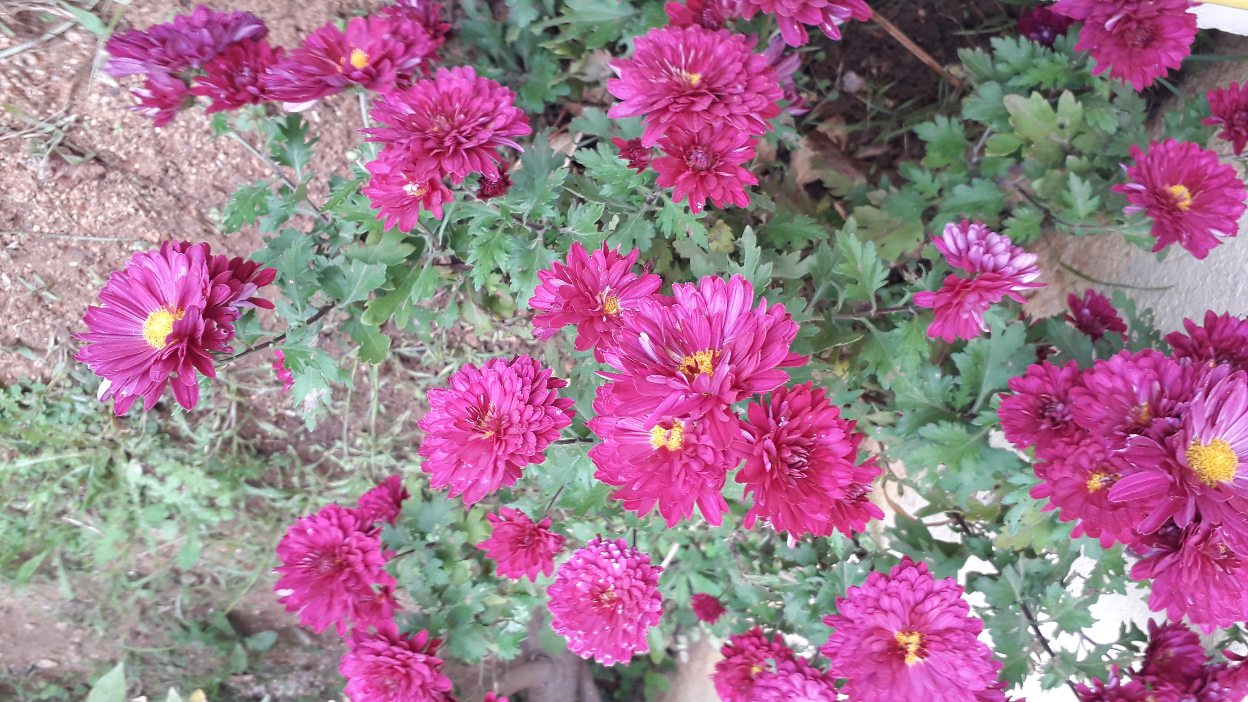 Ανθισμένα λουλούδια