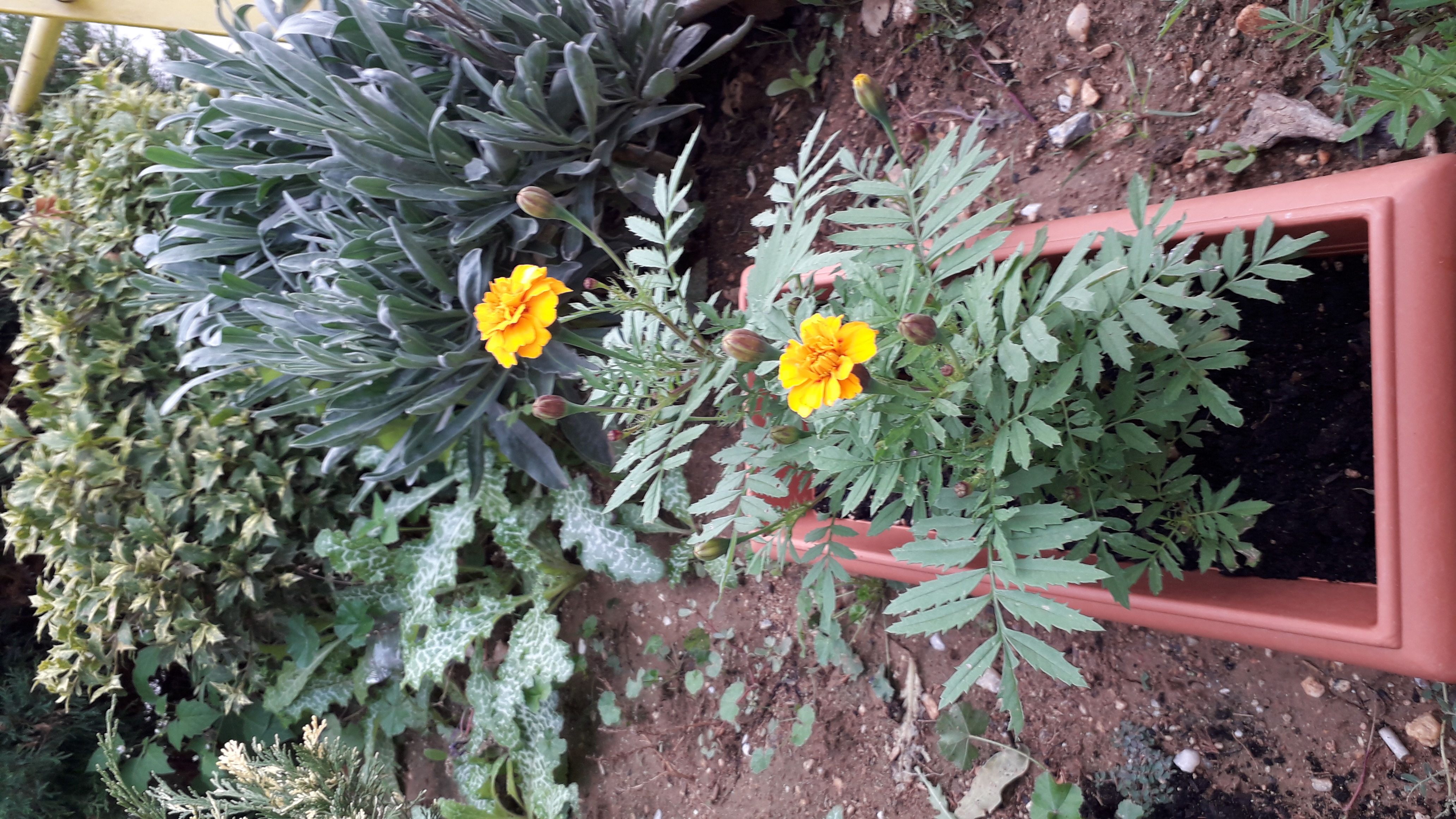 Ανθισμένα λουλούδια Ανθισμένα λουλούδια